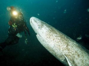 Встреча с гренландской акулой фото